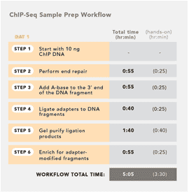 ChIP-Seq DNA Sample Prep Workflow