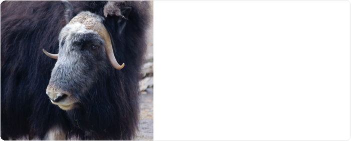 Featured Publication: Snapshot of the eukaryotic gene expression in muskoxen rumen- a metatranscriptomic approach