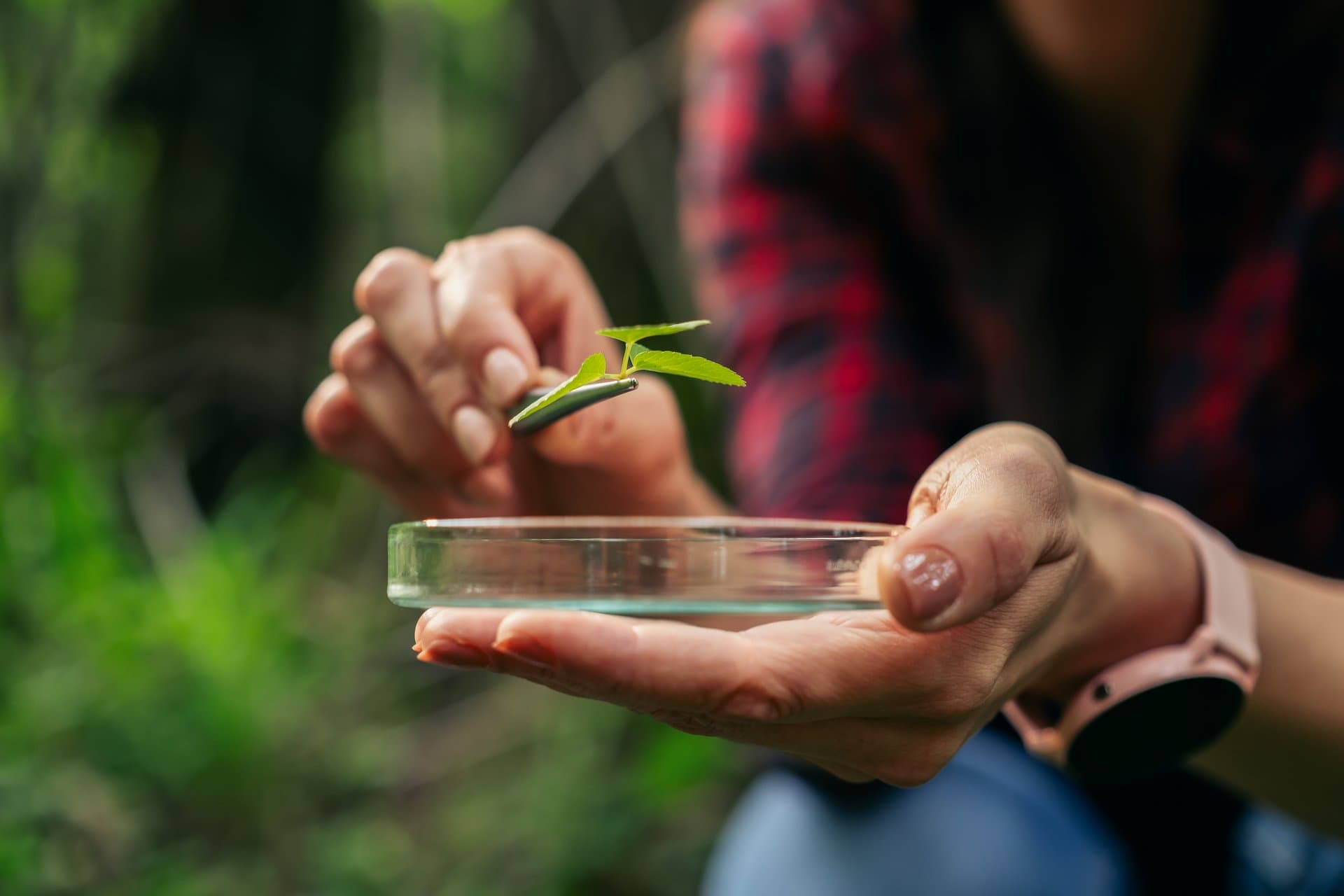 Female ecologist collecting a plant specimen, holding a petri dish in the forest.