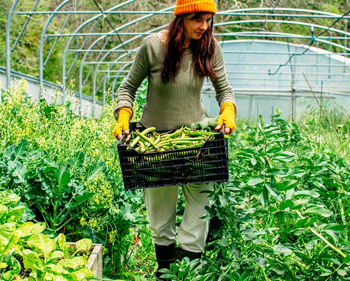 A woman carrying a cart of produce, harvests beans and vegetables in a greenhouse on an organic farm.