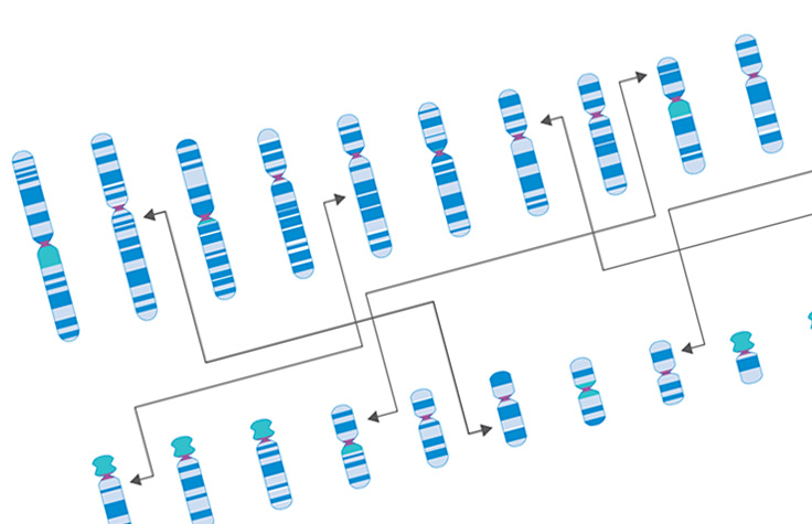 细胞遗传学信息图