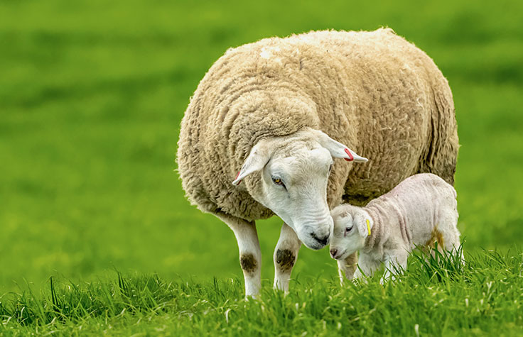 High-Throughput Genotyping Informs Livestock Breeding