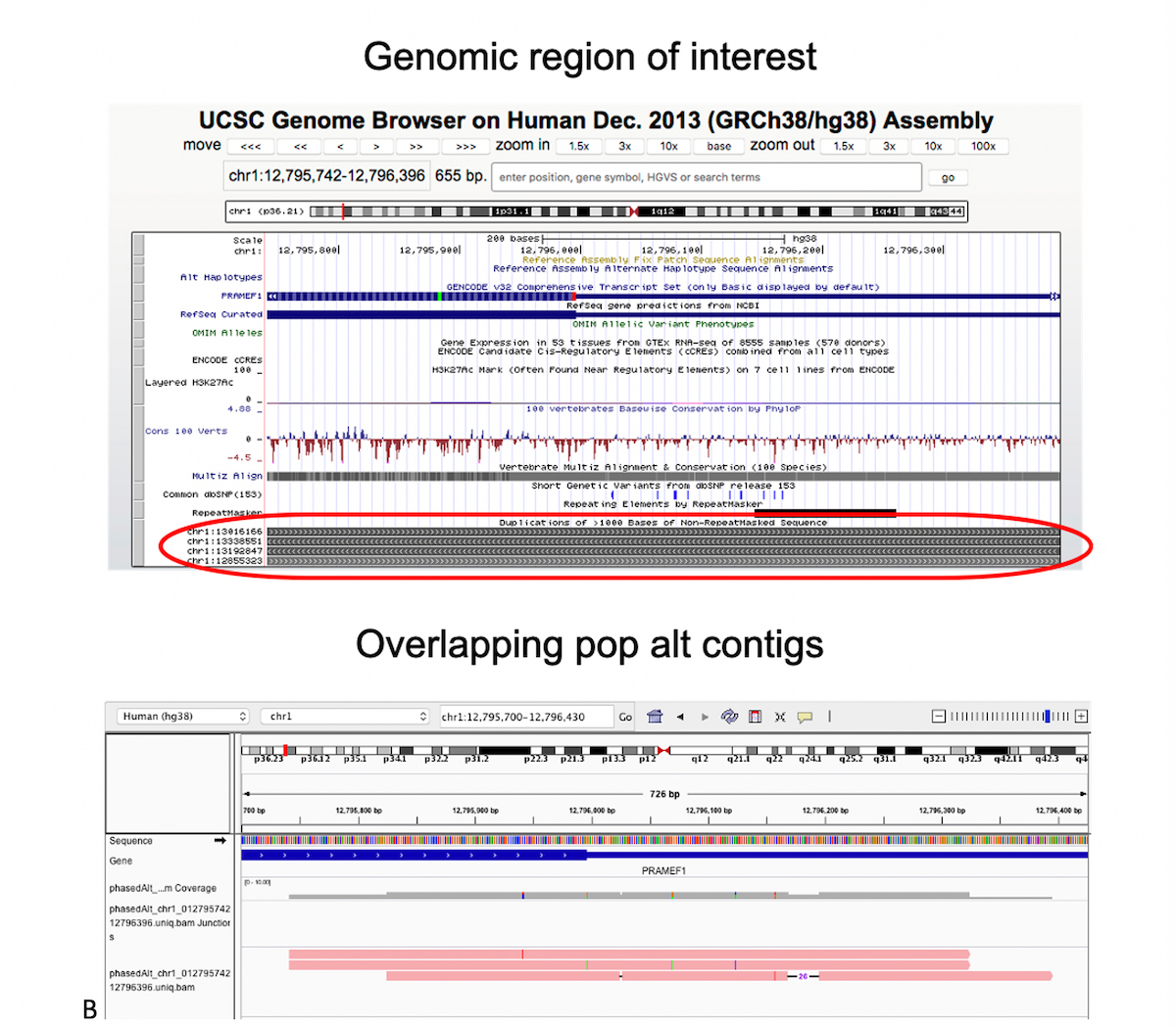 Figure 8. Graph genomes