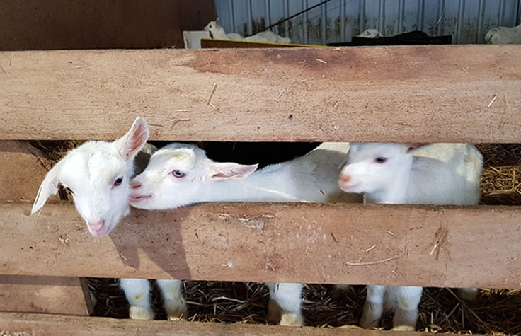 Genotyping by Sequencing Enables Selective Breeding of Goat Herd
