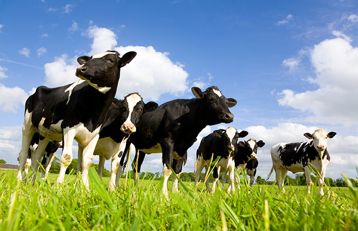 欧洲内部荷斯坦牛基因分型育种的合作性竞争