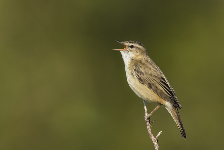 The Neurobiology of Vocal Communication