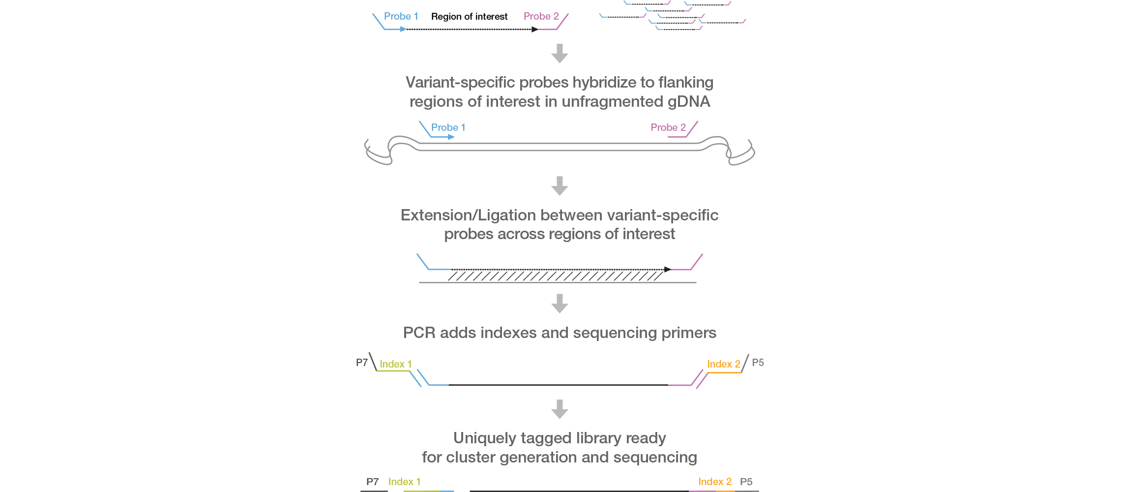  SBS Assay Chemistry is the Basis for the MiSeqDx Universal Kit