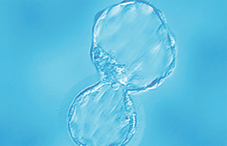 胚胎植入前遗传学文献