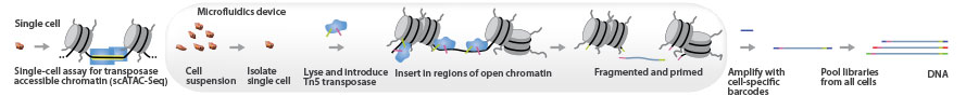 단일세포 ATAC-Seq