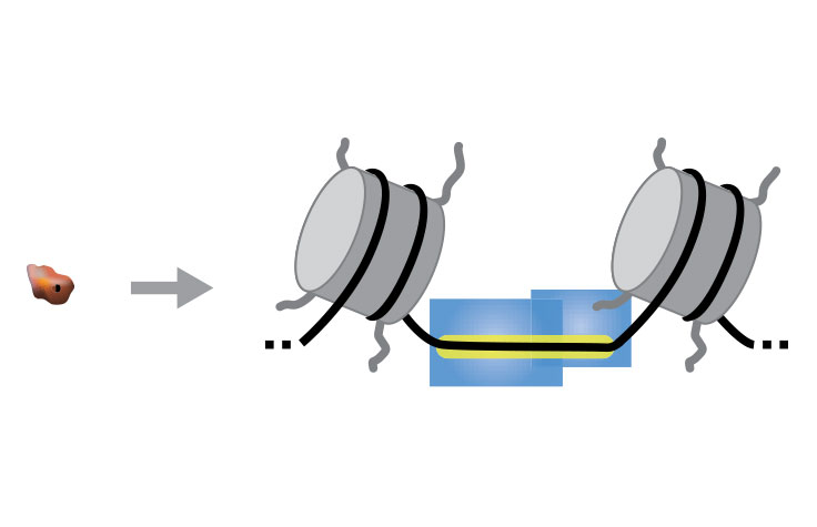 단일세포 ATAC-Seq