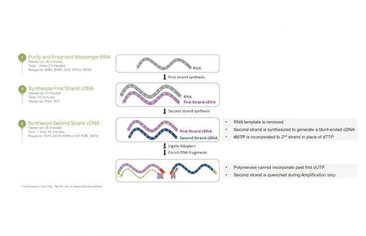 RNA测序第I部分：Illumina RNA文库制备工作流程简介