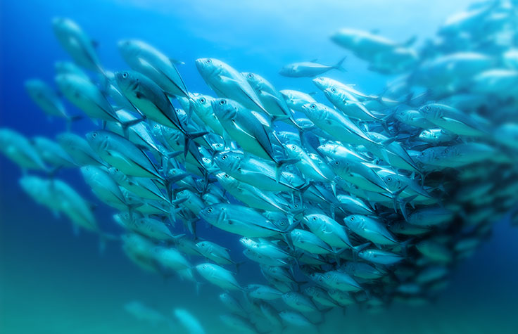 Environmental DNA Sequencing